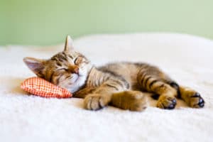 Schlafende Katze - Resilienz-Akademie