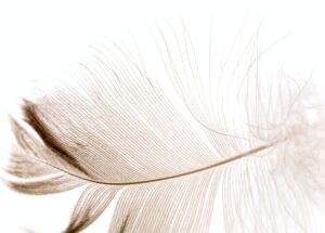 Depositphotos-feather on a white background, Resilienz Akademie