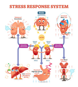 Wie unser Körper auf Stress reagiert
