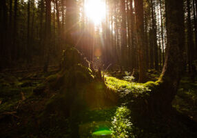 Depositphotos- sun in forest- Resilienz Akademie